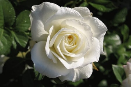 Drops on White Rose - dew, rose, white, nature, macro, petals, flowers, flower, drops