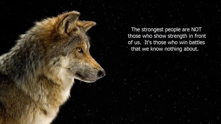 The Strongest People - snow, dog, animal, wolf