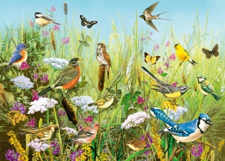 Feathered Friends - birds, puzzle, jays, butterflies