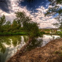 Trees on River Side