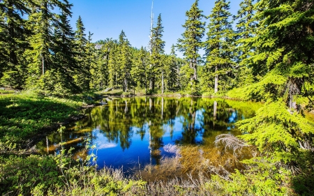 Summer Forest - trees, nature, summer, lake, forest, reflection