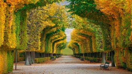 Perfect Alley - autumn, sunshine, benches, trees, leaves, colors