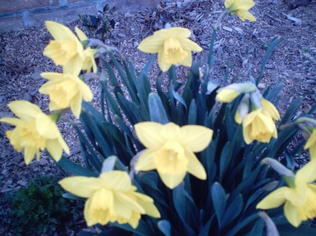 yellow daffodils - nature, daffodils, flowers, garden, spring