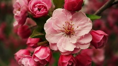 Spring blossoms - pretty, blossoms, branch, beautiful, lovely, freshness, pink, tree, flowering