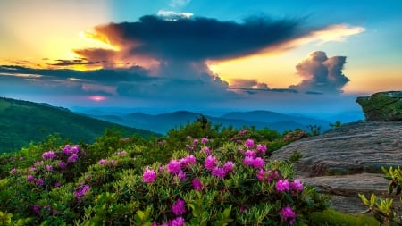 Mountain wildflowers - wildflowers, hills, beautiful, valley, mountain, sky