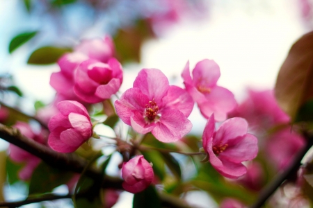 Spring blossoms - pretty, branches, blossoms, beautiful, spring, lovely, freshness, pink, tree, flowering