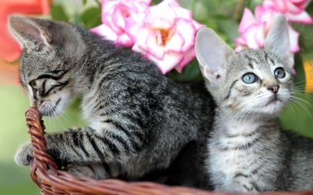 Tabby Kittens in a Brown Basket - flowers, basket, animal, kitten, cat