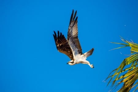 An Osprey's Launch off of a Palm Tree - palm, animal, trees, birds, osprey