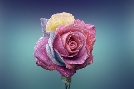 Rainbow Rose!