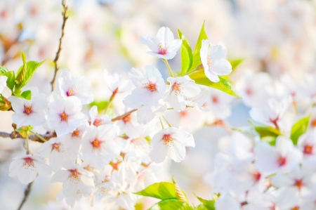 Spring Flowers! - flowers, spring, white, nature