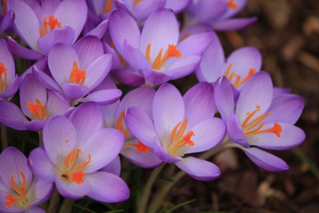 Purple Crocuses! - nature, purple, crocus, flower