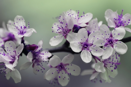 Cute Blossom! - nature, blossom, purple, flower