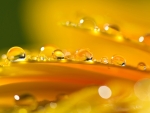 Water drops