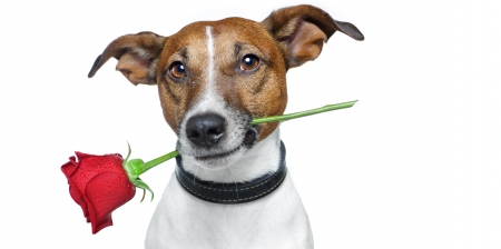 For you! - dog, flower, white, animal, funny, red, valentine, rose, puppy, jack russell terrier, card