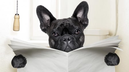 I'm busy! - black, white, animal, funny, dog, caine, puppy, paper