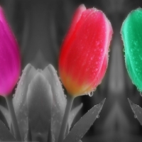 Tulips â™¥