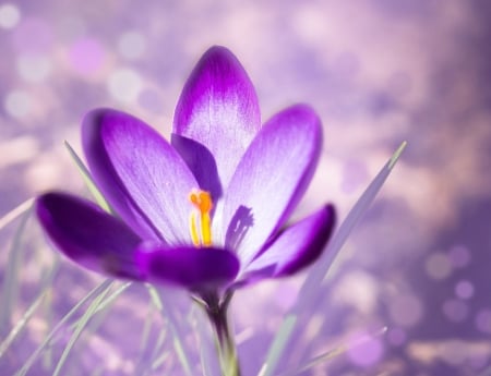 Beautiful Crocus! - flower, crocus, nature, purple