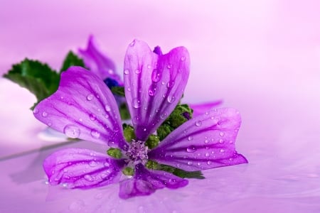 Lovely Flower! - drops, flower, nature, purple