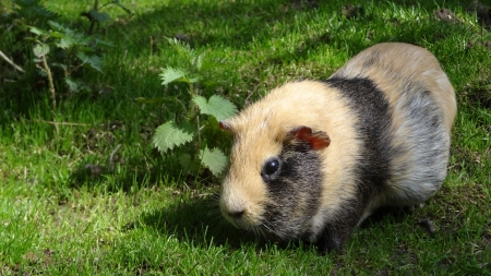 Guinea Pig - pig, animal, hamster, guinea