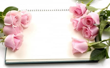 ~~Diary Rose~~ - rose, diary, flower, nature