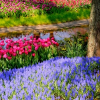 Park Flowers