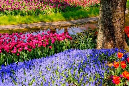 Park Flowers - Flowers & Nature Background Wallpapers on Desktop Nexus ...