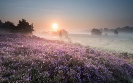 Flowers - morning, fog, leaf, tree, grass, sunrise, flower, mist