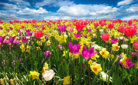 Spring Field! - field, spring, flower, nature