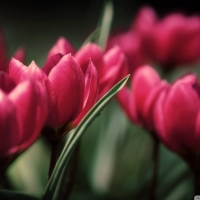 Beautiful Tulips