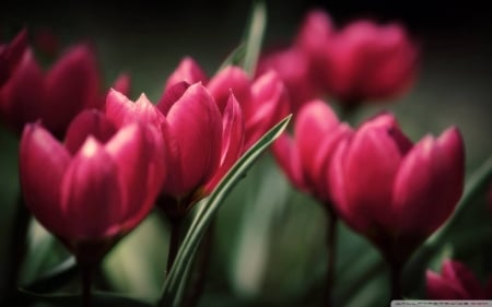 Beautiful Tulips - tulips, cool, beautiful, flowers, fun, nature