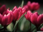 Beautiful Tulips