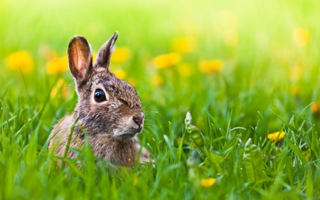 Easter Bunny in Field - blossoms, dandelion, rabbit, flowers, grass