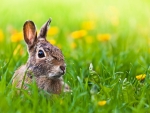 Easter Bunny in Field