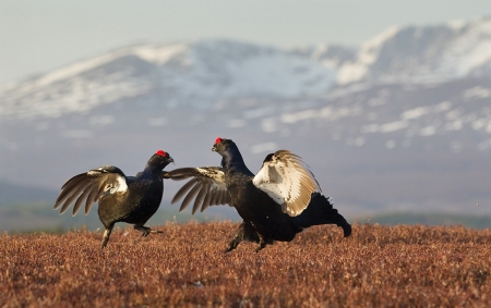 Black Grouse - birds, black grouse, animal, mountains