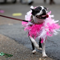 New Orleans Mardi Gras parade 2011