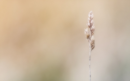 Plant - nature, leaf, tree, stem