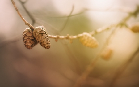 Pine - nature, leaf, tree, pine