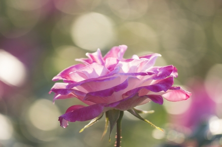 Rose - bokeh, rose, pink, soft