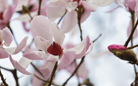 Magnolias - flower, pink, spring, magnolia, skin