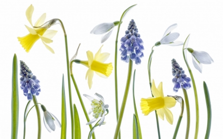 Spring flowers - white, snowdrop, yellow, blue, green, daffodils, card, texture