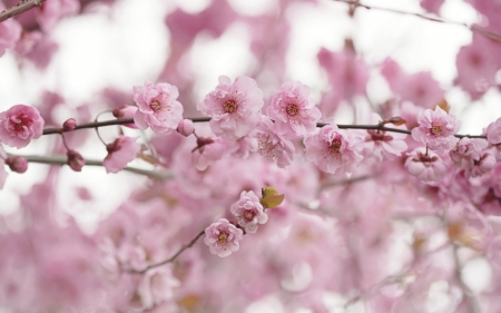 Sakura - pink, spring, blossom, cherry, sakura, skin