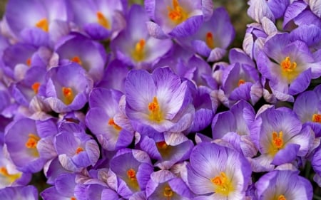 Crocuses - white, flower, purple, pink, spring, yellow, crocus, skin