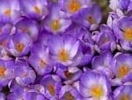 Crocuses