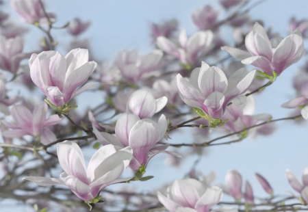 Magnolias - magnolia, white, branch, blue, spring, flower, pink