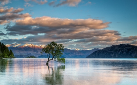 Tree - cloud, sky, lake, tree, nature