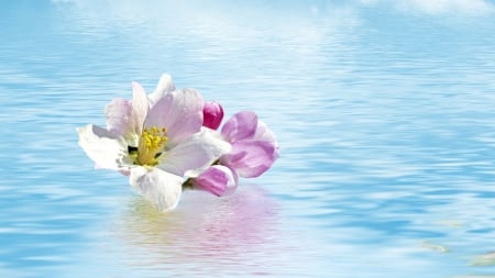 Fallen Blossom - lake, apple blossom, ripples, water, blooms, spring, cherry blossom, sakura, pink, pond, firefox persona theme