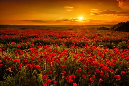 Sunset field - sky, sunset, field, lovely, amazing, fiery, beautiful, flowers, poppies