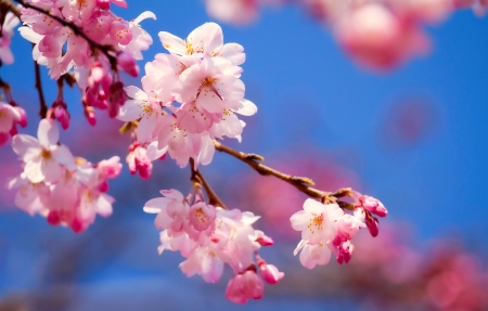 Spring branch - blooming, sky, freshness, branch, flowering, cherry, spring, blossoms, beautiful, pink, tree