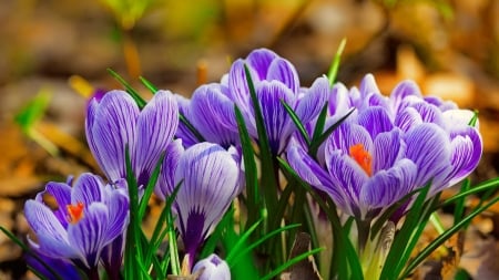 Spring crocuses - flowers, pretty, beautiful, spring, lovely, freshness, crocus