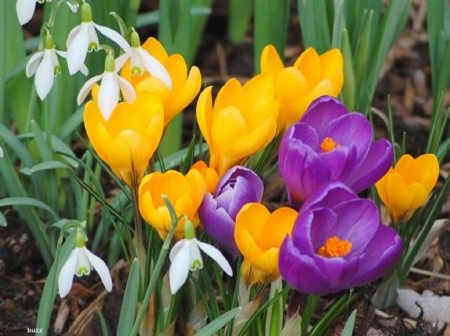 first spring flowers - flowers, nature, crocuses, garden, spring